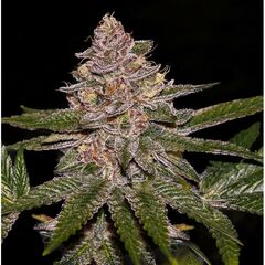 Radical Juice, Фасовка: 3